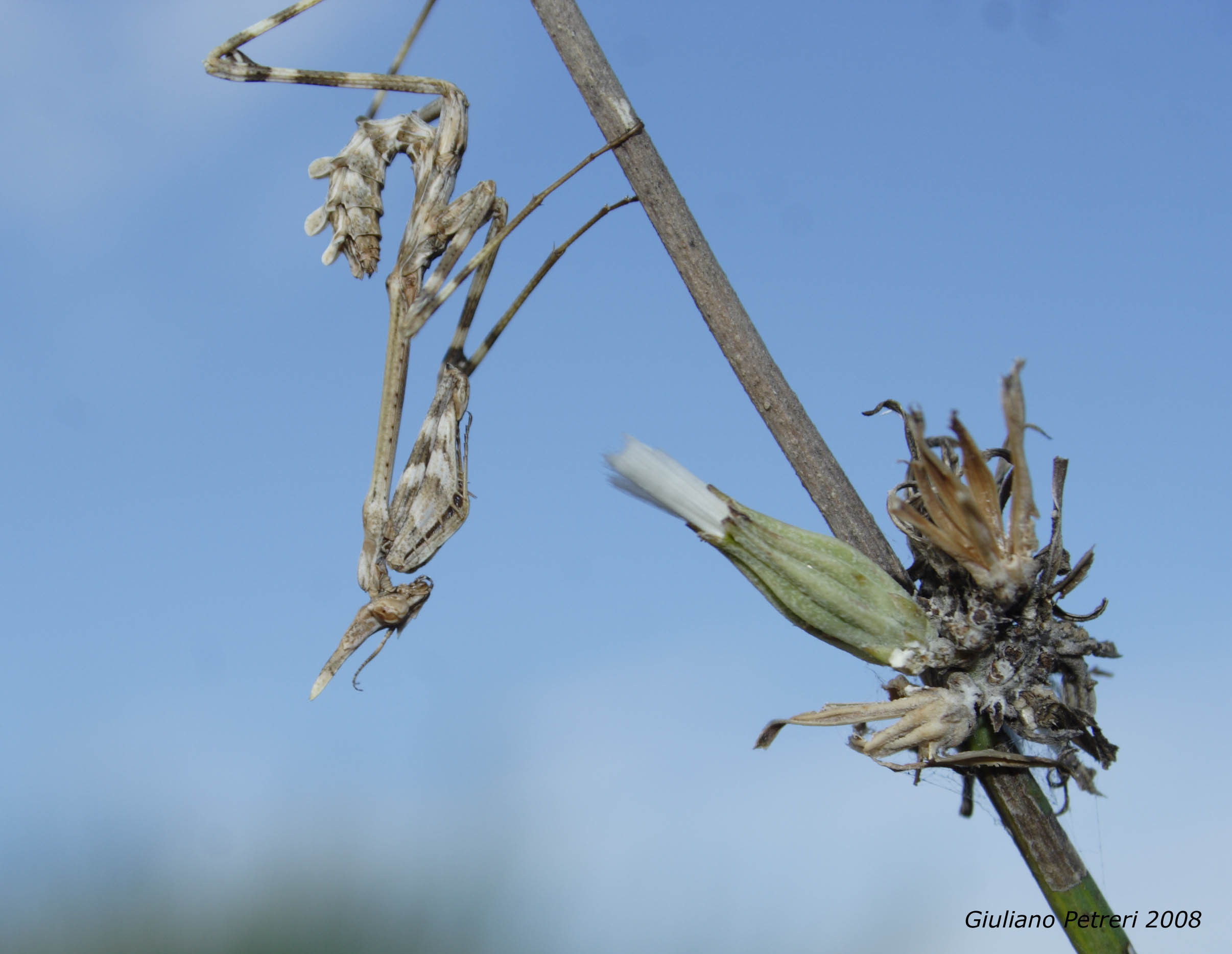 Empusa pennata